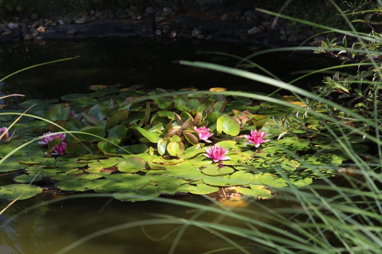 Nagymajor Birding Lodge Tiszacsege Kültér fotó